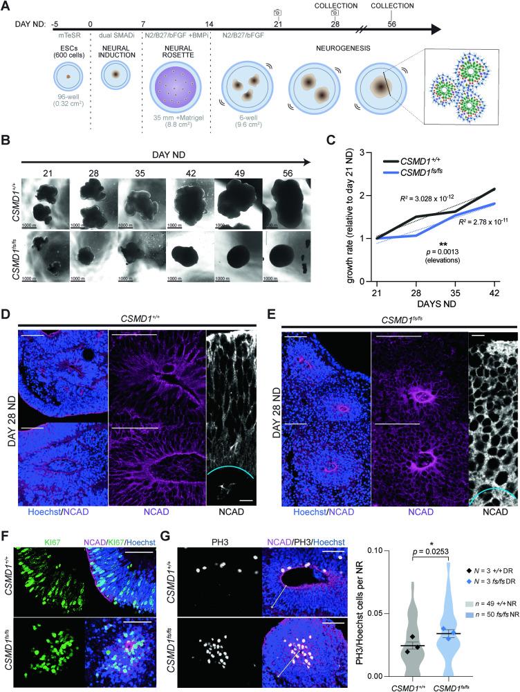https://cdn.ncbi.nlm.nih.gov/pmc/blobs/6495/11140003/b836c4ae1b6a/41419_2024_6768_Fig3_HTML.jpg
