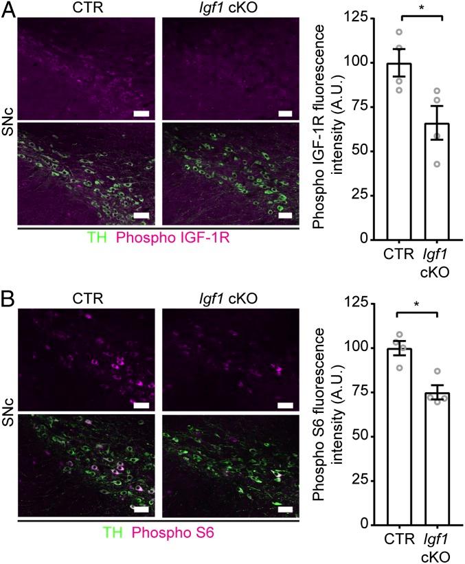 https://cdn.ncbi.nlm.nih.gov/pmc/blobs/6497/6397563/8c4a2f487d2a/pnas.1806820116fig04.jpg
