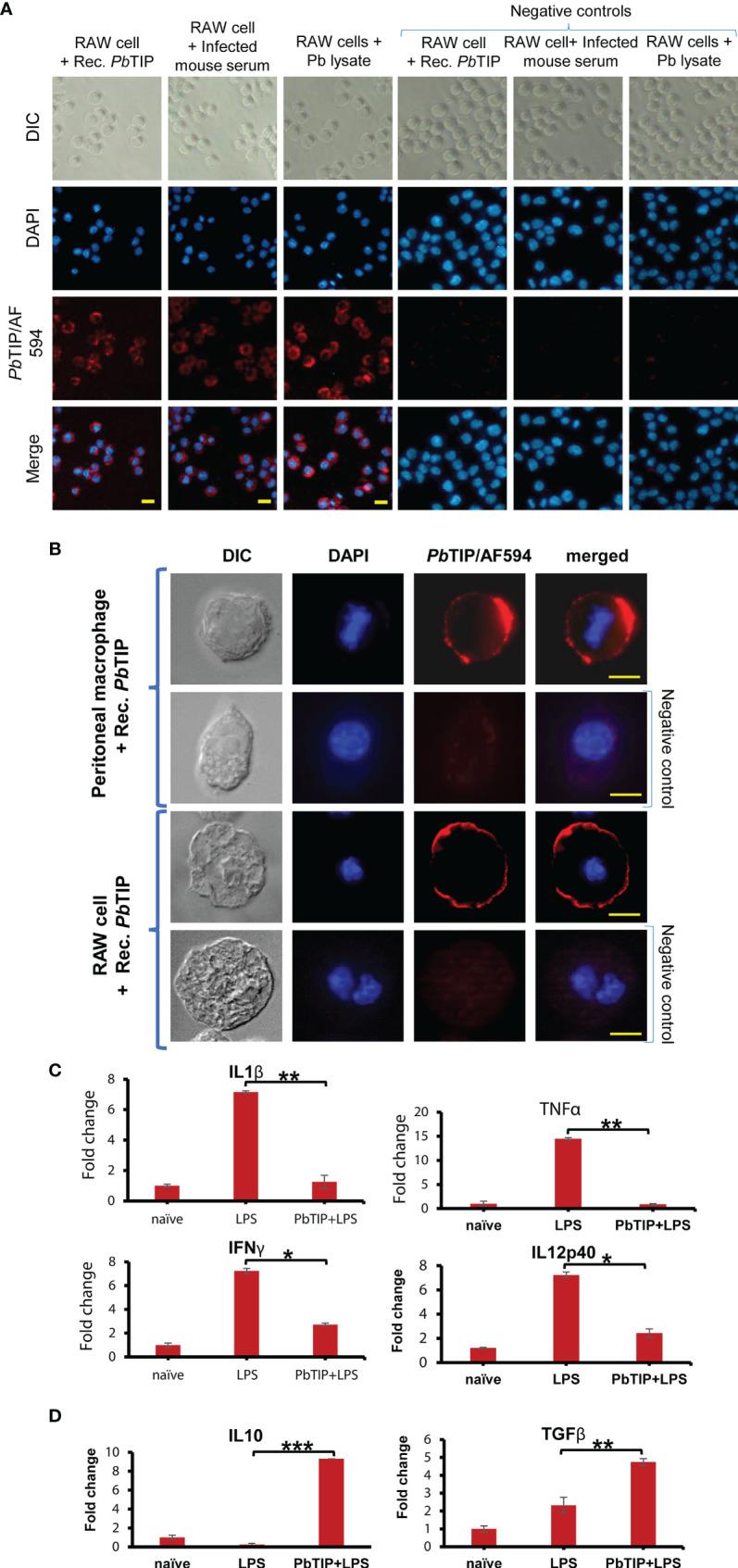 https://cdn.ncbi.nlm.nih.gov/pmc/blobs/64a2/8721568/5a52f8755330/fimmu-12-699887-g005.jpg