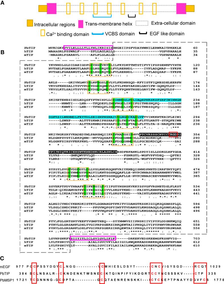 https://cdn.ncbi.nlm.nih.gov/pmc/blobs/64a2/8721568/8fb1b06bee9d/fimmu-12-699887-g001.jpg