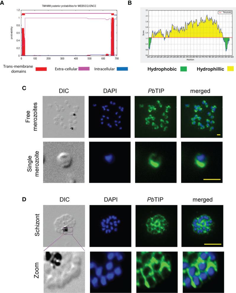 https://cdn.ncbi.nlm.nih.gov/pmc/blobs/64a2/8721568/e340e170684a/fimmu-12-699887-g002.jpg