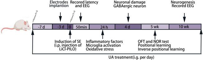 https://cdn.ncbi.nlm.nih.gov/pmc/blobs/64a3/9169096/a5f6a364382b/fphar-13-877898-g001.jpg