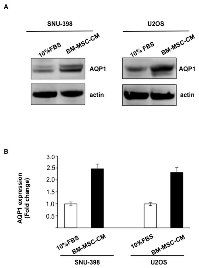 https://cdn.ncbi.nlm.nih.gov/pmc/blobs/64a4/4964478/1afd21a13b57/ijms-17-01102-g002.jpg