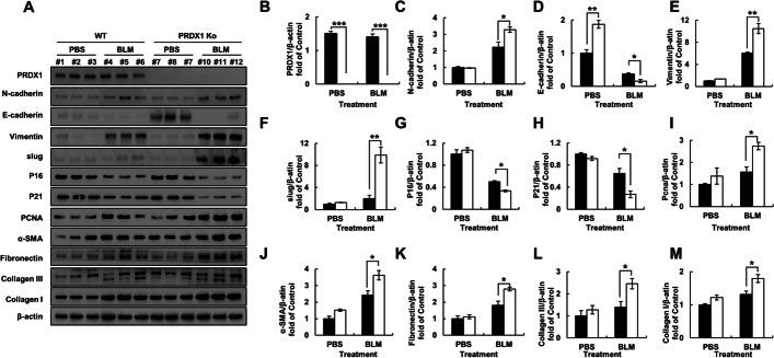 https://cdn.ncbi.nlm.nih.gov/pmc/blobs/64a7/10236698/b195e72dac03/11658_2023_460_Fig7_HTML.jpg