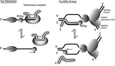 https://cdn.ncbi.nlm.nih.gov/pmc/blobs/64a7/2034482/c398f10d2f4f/gkm613f8.jpg
