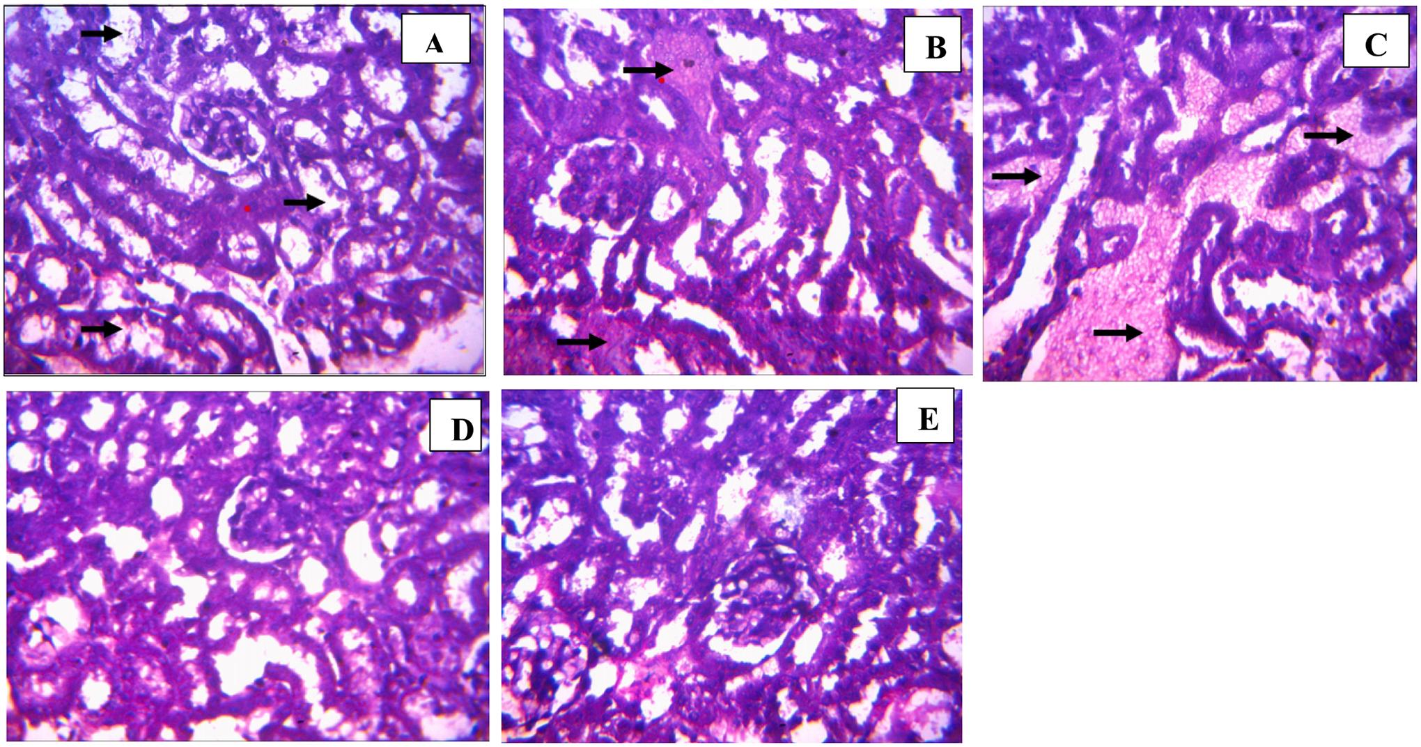 https://cdn.ncbi.nlm.nih.gov/pmc/blobs/64a8/10810238/1531d0d0b64c/nihms-1959056-f0020.jpg