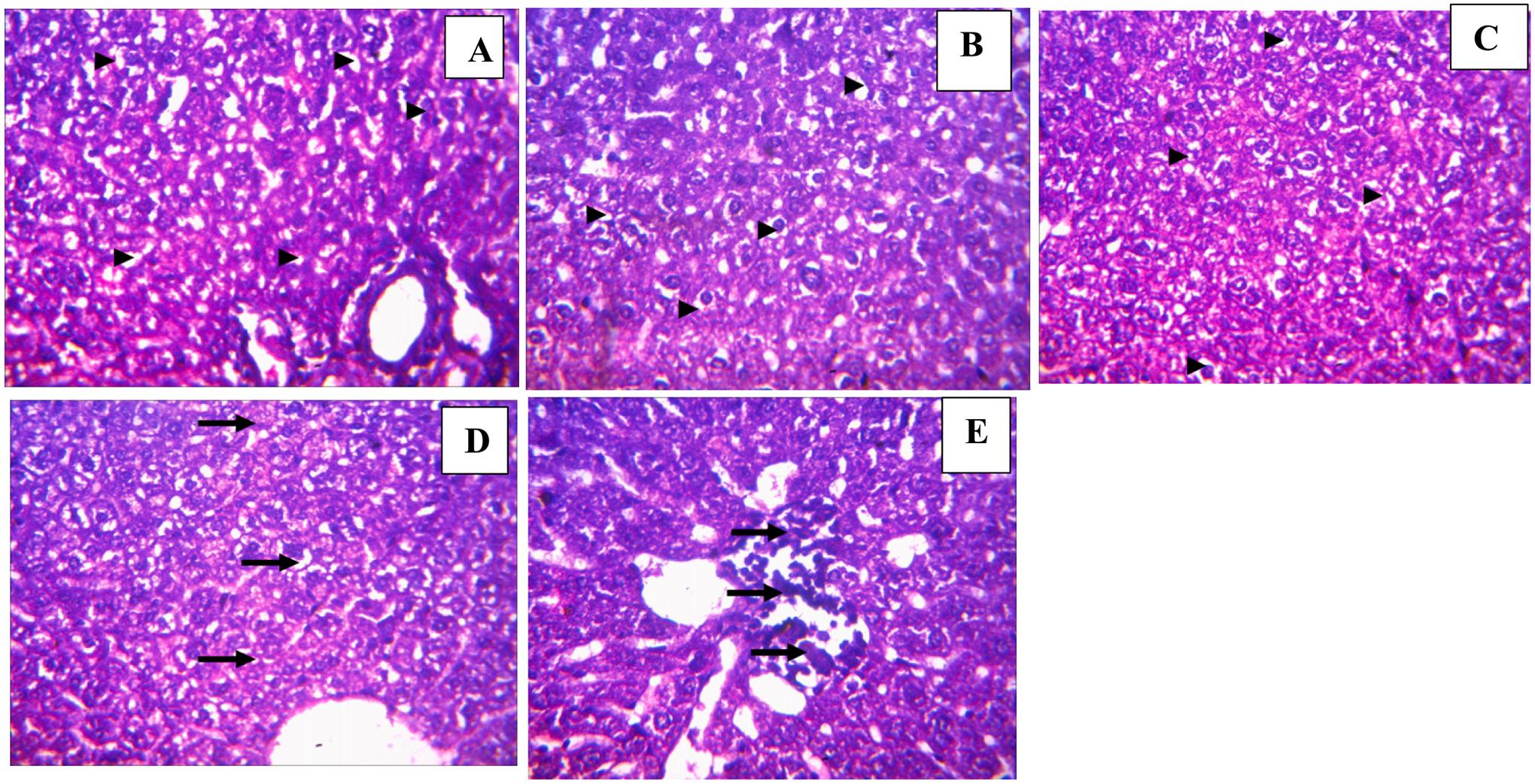 https://cdn.ncbi.nlm.nih.gov/pmc/blobs/64a8/10810238/4700b40863dd/nihms-1959056-f0021.jpg
