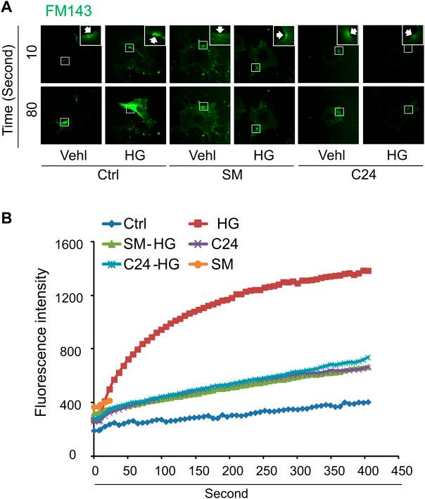 https://cdn.ncbi.nlm.nih.gov/pmc/blobs/64ab/9298829/76667ea011ee/fphys-13-910339-g005.jpg