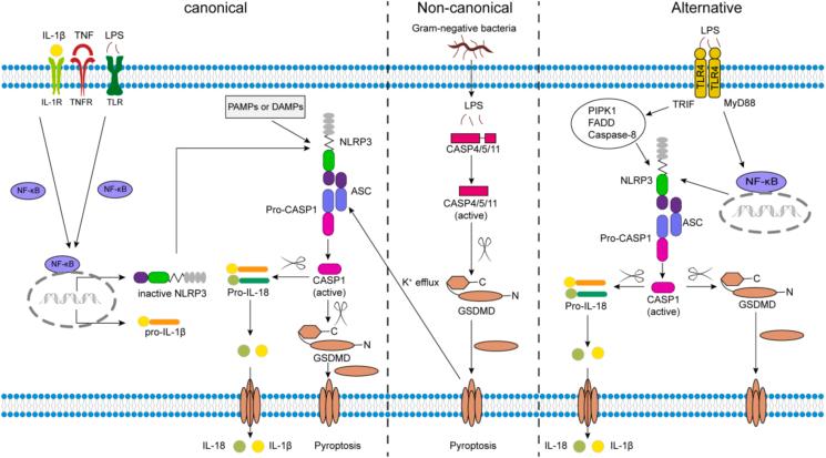 https://cdn.ncbi.nlm.nih.gov/pmc/blobs/64ae/10491867/a2f4c98ec2c2/gr2.jpg