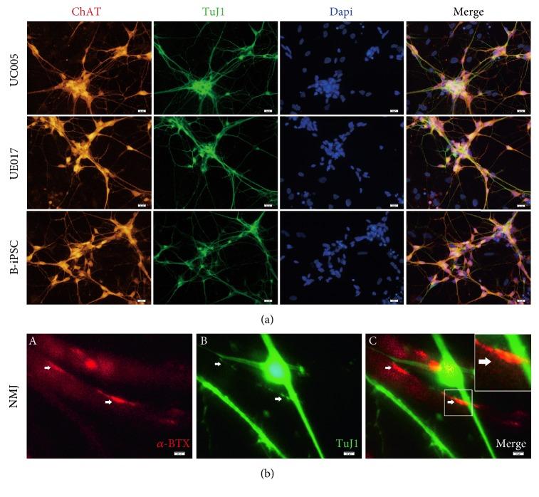 https://cdn.ncbi.nlm.nih.gov/pmc/blobs/64af/5829358/984c16329d73/SCI2018-3628578.006.jpg