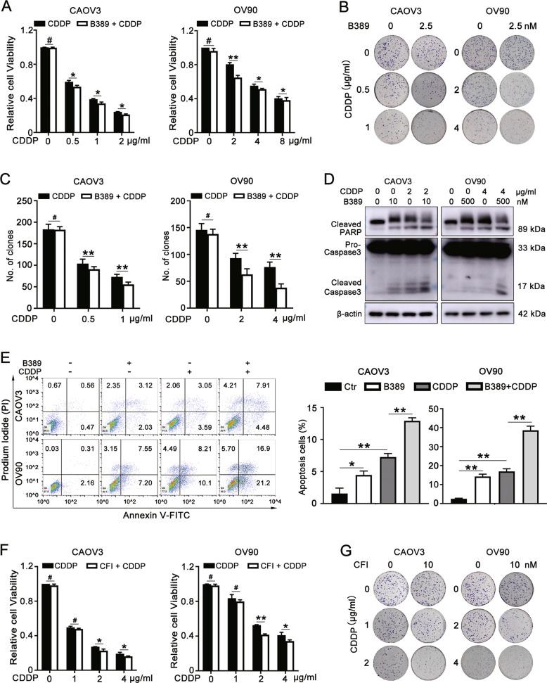 https://cdn.ncbi.nlm.nih.gov/pmc/blobs/64af/8651821/cbe2b1194e62/41419_2021_4429_Fig5_HTML.jpg