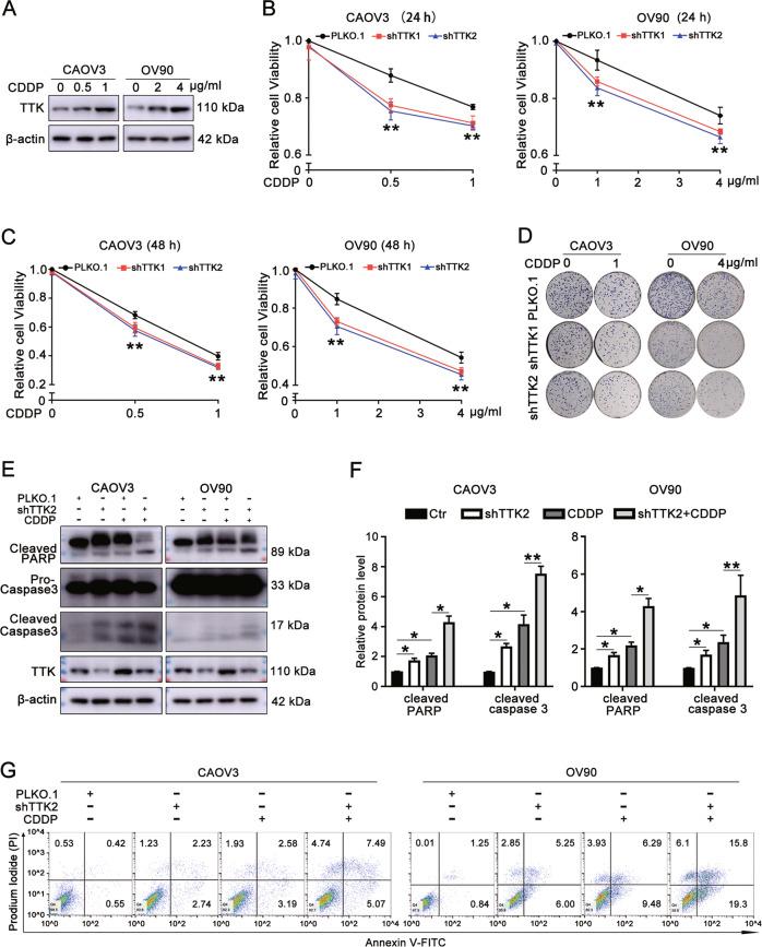 https://cdn.ncbi.nlm.nih.gov/pmc/blobs/64af/8651821/f98da6328f2e/41419_2021_4429_Fig4_HTML.jpg