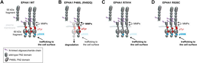 https://cdn.ncbi.nlm.nih.gov/pmc/blobs/64b5/11773478/a9ace34cf195/gr7.jpg