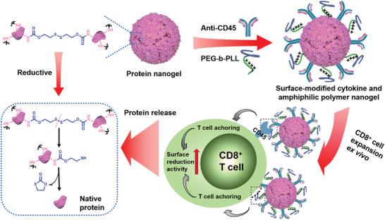 https://cdn.ncbi.nlm.nih.gov/pmc/blobs/64b5/7709995/1bf732c8526e/ADVS-7-2002365-g005.jpg