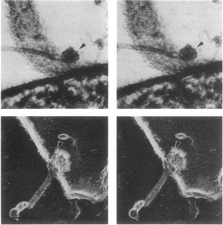 https://cdn.ncbi.nlm.nih.gov/pmc/blobs/64be/207870/64f403d0a2e1/jbacter00099-0170-a.jpg