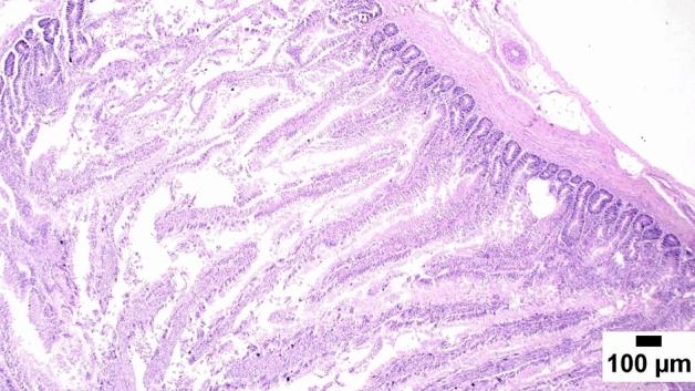 https://cdn.ncbi.nlm.nih.gov/pmc/blobs/64c3/10079847/4aed069d62a2/41598_2023_32685_Fig3_HTML.jpg