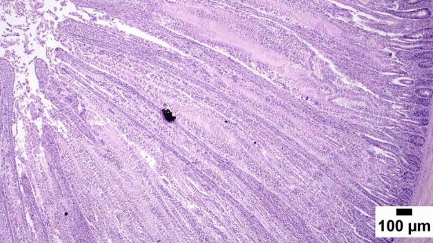 https://cdn.ncbi.nlm.nih.gov/pmc/blobs/64c3/10079847/be6fda0ab2a6/41598_2023_32685_Fig1_HTML.jpg