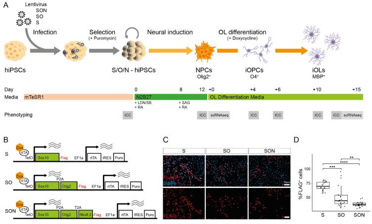 https://cdn.ncbi.nlm.nih.gov/pmc/blobs/64c5/8773672/06ad8c1e1cac/cells-11-00241-g001.jpg