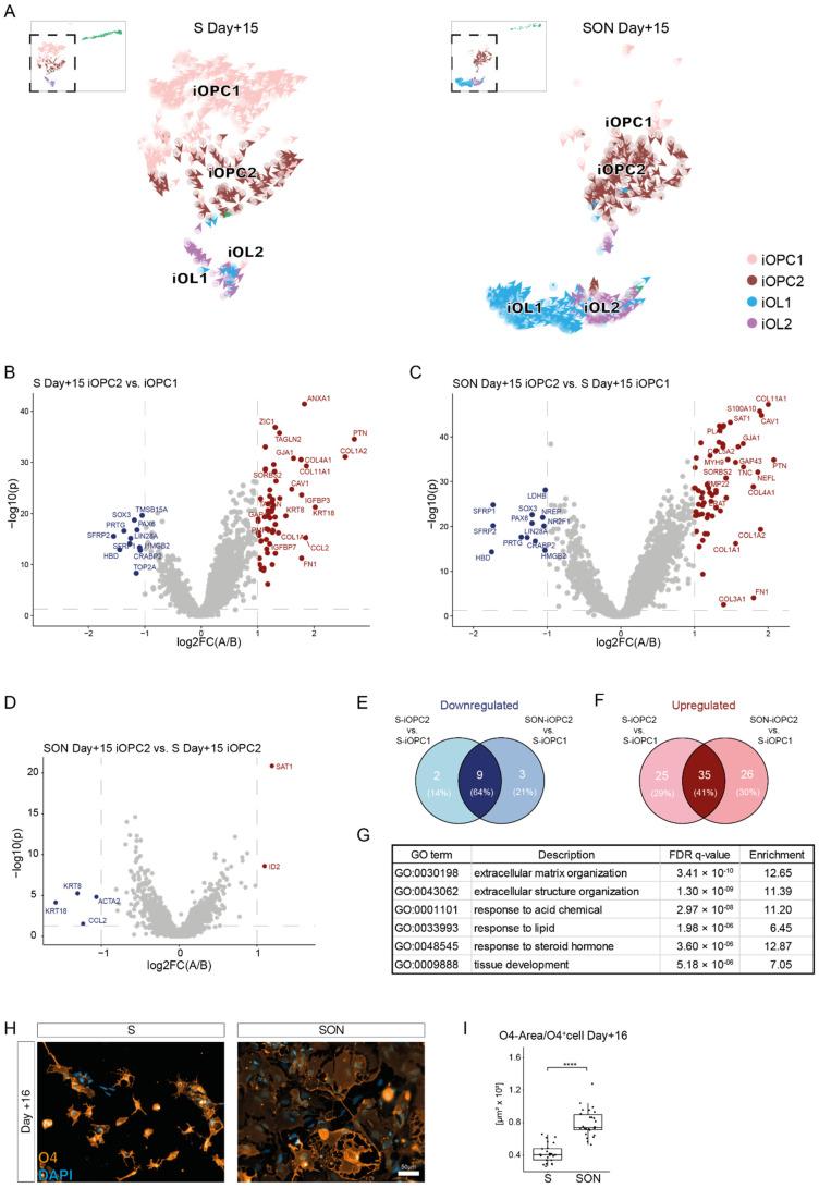 https://cdn.ncbi.nlm.nih.gov/pmc/blobs/64c5/8773672/7d2ae1446a87/cells-11-00241-g006.jpg