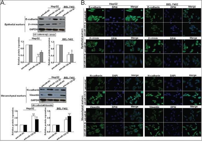 https://cdn.ncbi.nlm.nih.gov/pmc/blobs/64c6/5363640/20cfc17ccd61/oncotarget-07-78009-g004.jpg