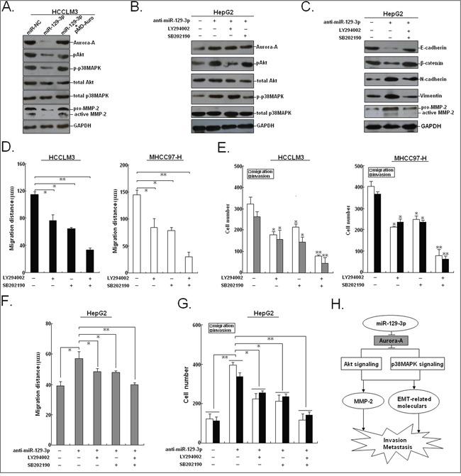 https://cdn.ncbi.nlm.nih.gov/pmc/blobs/64c6/5363640/2c5c85fd5e33/oncotarget-07-78009-g008.jpg