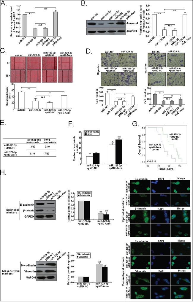https://cdn.ncbi.nlm.nih.gov/pmc/blobs/64c6/5363640/ab620fc1ba5f/oncotarget-07-78009-g007.jpg
