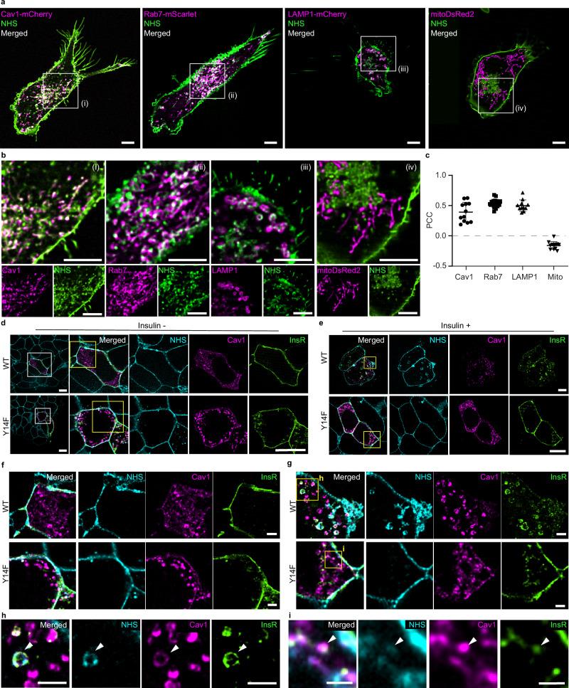 https://cdn.ncbi.nlm.nih.gov/pmc/blobs/64c9/12000395/827dcb65d489/41467_2025_58779_Fig3_HTML.jpg