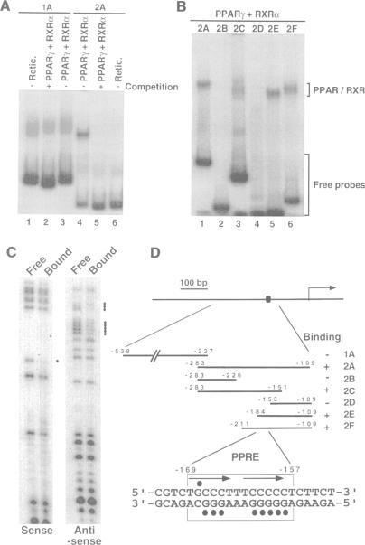 https://cdn.ncbi.nlm.nih.gov/pmc/blobs/64c9/452277/2eb2abe56024/emboj00019-0221-a.jpg