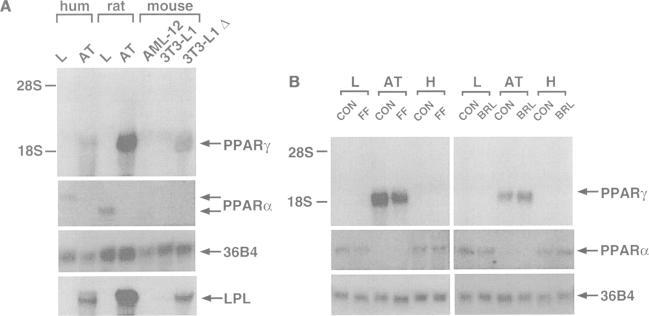 https://cdn.ncbi.nlm.nih.gov/pmc/blobs/64c9/452277/4509838bccea/emboj00019-0219-b.jpg
