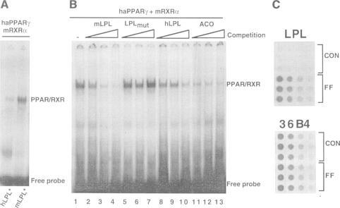 https://cdn.ncbi.nlm.nih.gov/pmc/blobs/64c9/452277/85682fdaf2b9/emboj00019-0223-a.jpg