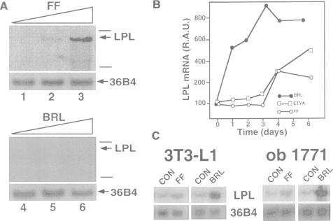 https://cdn.ncbi.nlm.nih.gov/pmc/blobs/64c9/452277/9d0f39fa0074/emboj00019-0219-a.jpg