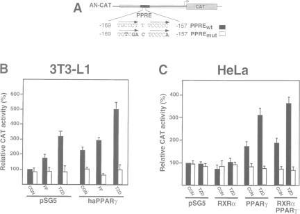 https://cdn.ncbi.nlm.nih.gov/pmc/blobs/64c9/452277/b537604e1a95/emboj00019-0223-b.jpg