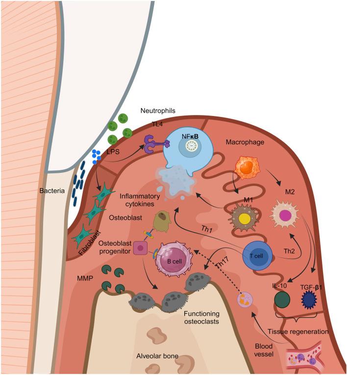 https://cdn.ncbi.nlm.nih.gov/pmc/blobs/64ca/11166210/c7c36bf4f668/fbioe-12-1384326-g004.jpg