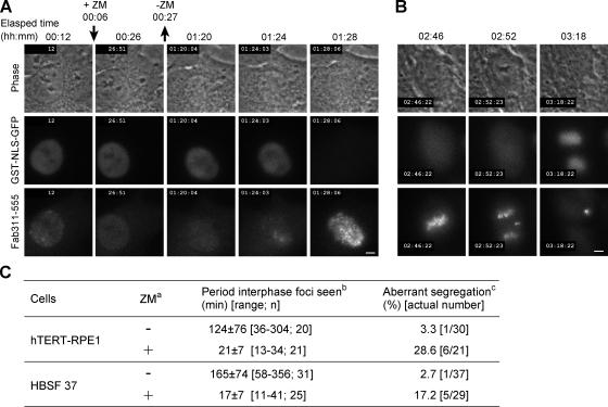 https://cdn.ncbi.nlm.nih.gov/pmc/blobs/64ca/2806314/332a5b6514c6/JCB_200904137_GS_Fig5.jpg