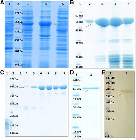 https://cdn.ncbi.nlm.nih.gov/pmc/blobs/64d0/5580196/e274917e6795/40104_2017_201_Fig1_HTML.jpg