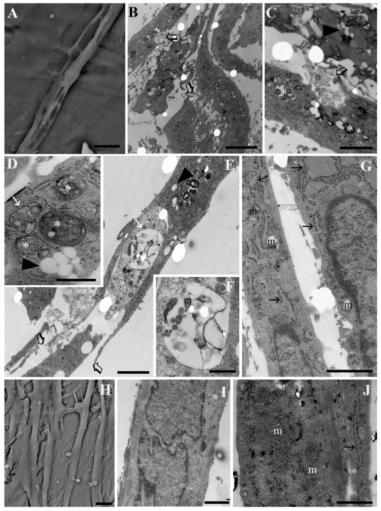 https://cdn.ncbi.nlm.nih.gov/pmc/blobs/64d1/11270424/e75fc1bddfb3/jfmk-09-00124-g003.jpg
