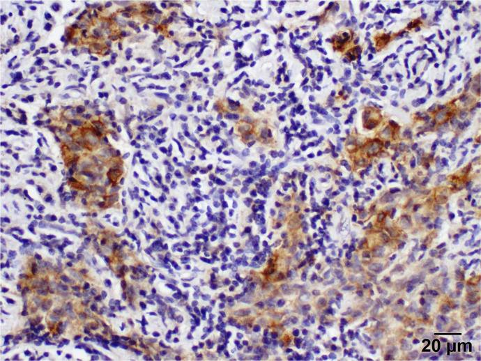 https://cdn.ncbi.nlm.nih.gov/pmc/blobs/64d1/9315614/95ea5feba7a6/curroncol-29-00379-g007.jpg
