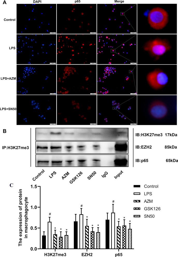 https://cdn.ncbi.nlm.nih.gov/pmc/blobs/64d2/9872437/95d711e855e9/13148_2023_1430_Fig5_HTML.jpg