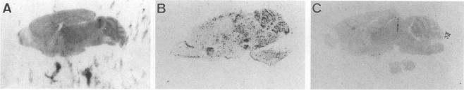 https://cdn.ncbi.nlm.nih.gov/pmc/blobs/64d5/236949/cef9655d016b/jvirol00018-0165-a.jpg