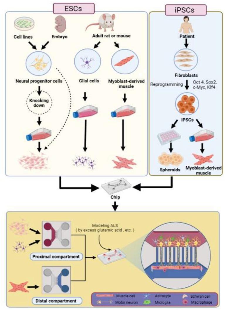 https://cdn.ncbi.nlm.nih.gov/pmc/blobs/64d5/8802668/ec4e787f9651/fneur-12-788462-g0003.jpg