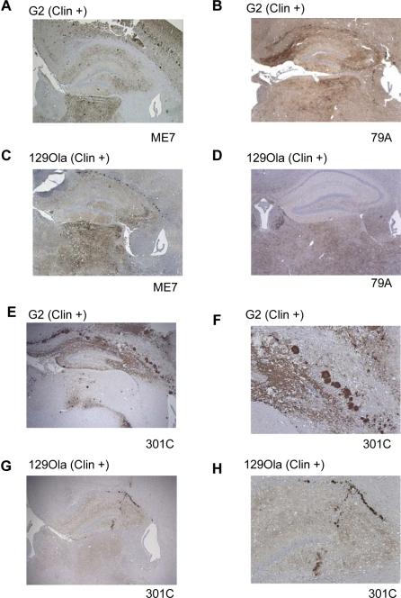 https://cdn.ncbi.nlm.nih.gov/pmc/blobs/64da/2689698/272b581e29e7/pbio.0060100.g004.jpg