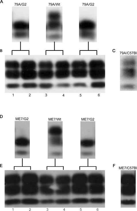 https://cdn.ncbi.nlm.nih.gov/pmc/blobs/64da/2689698/62be7067a62b/pbio.0060100.g005.jpg