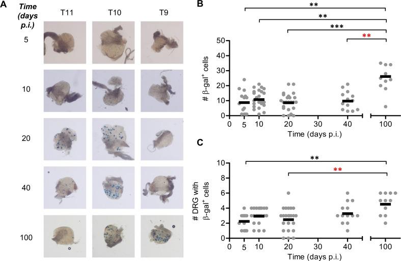 https://cdn.ncbi.nlm.nih.gov/pmc/blobs/64da/4922595/a2f32ced7b89/ppat.1005729.g006.jpg