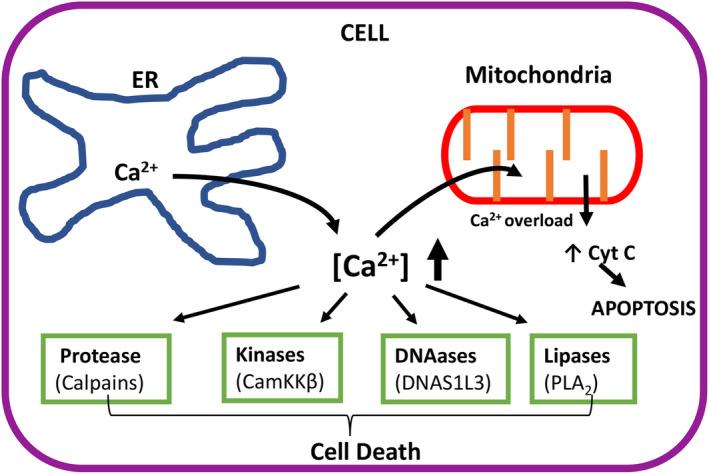 https://cdn.ncbi.nlm.nih.gov/pmc/blobs/64db/11492318/18ca1d92826b/FEB4-14-1384-g002.jpg