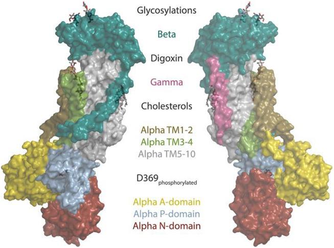 https://cdn.ncbi.nlm.nih.gov/pmc/blobs/64db/12369745/7d540e47f9d1/ms9-87-4281-g004.jpg