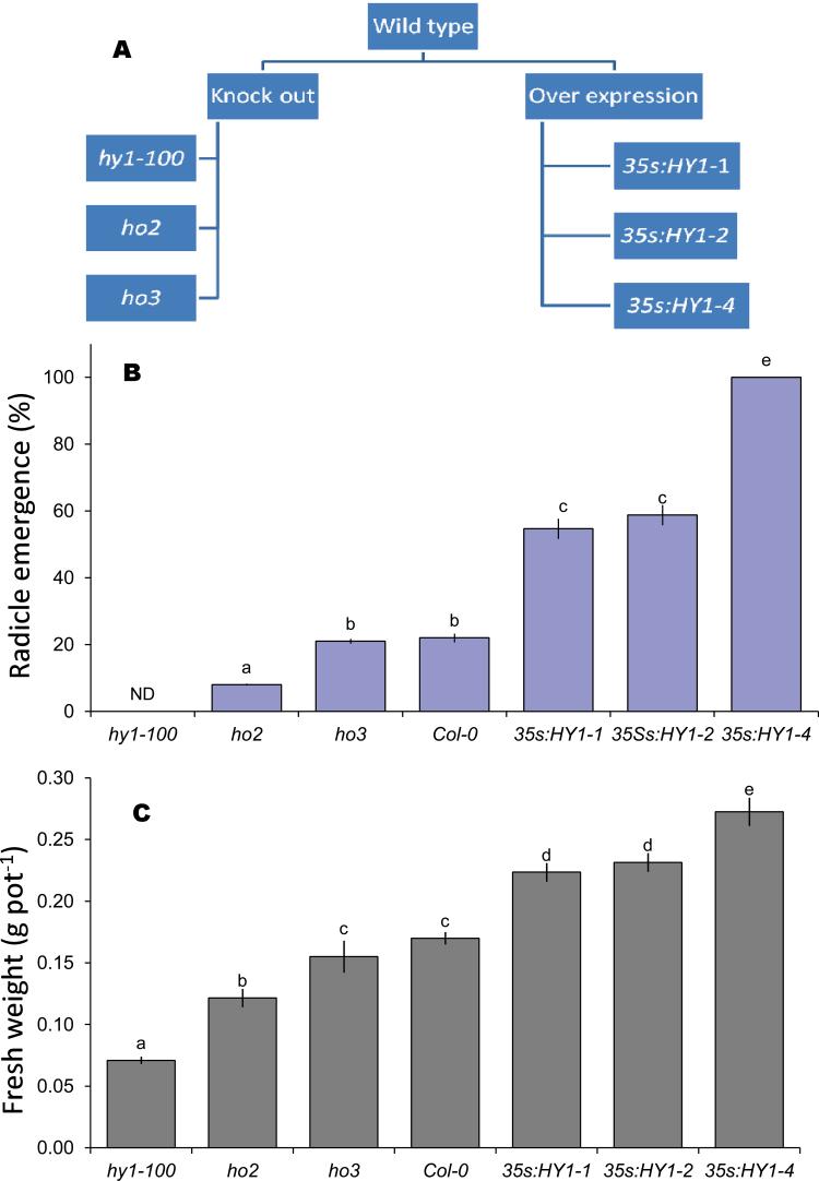 https://cdn.ncbi.nlm.nih.gov/pmc/blobs/64dc/3542042/57c9f8d4f61d/exbotj_ers343_f0001.jpg