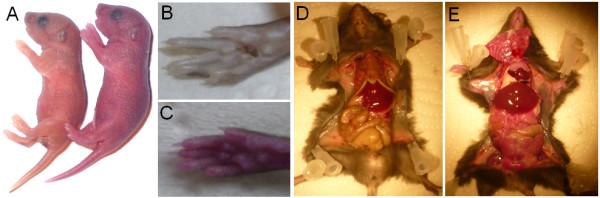https://cdn.ncbi.nlm.nih.gov/pmc/blobs/64df/3434021/eccbba1d12a9/1756-0500-5-296-2.jpg