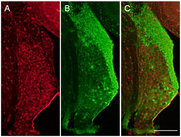 https://cdn.ncbi.nlm.nih.gov/pmc/blobs/64df/3434021/faf9aeb912f0/1756-0500-5-296-6.jpg