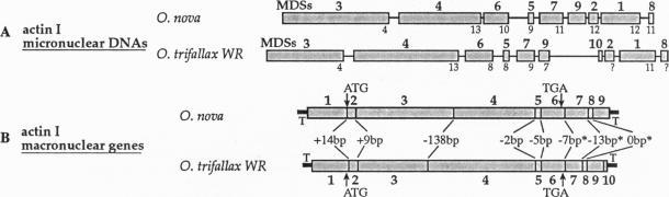 https://cdn.ncbi.nlm.nih.gov/pmc/blobs/64e0/42067/9d6510a42e4c/pnas01493-0267-a.jpg