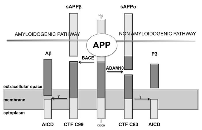 https://cdn.ncbi.nlm.nih.gov/pmc/blobs/64e2/3685797/a02174d7c6d2/fphar-04-00077-g001.jpg